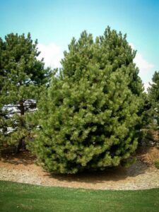 Сосна Чёрная (Pinus Nigra) купить по цене от 270.00р. в интернет-магазине «Посадика» с доставкой почтой в в Советске и по всей России – [изображение №1].