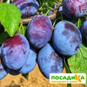 Слива Чачакская ранняя купить по цене от 229.00р. в интернет-магазине «Посадика» с доставкой почтой в в Советске и по всей России – [изображение №1].