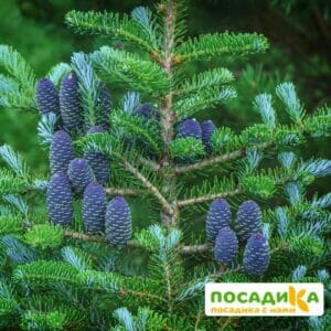 Пихта корейская (Abies koreana) купить по цене от 450.00р. в интернет-магазине «Посадика» с доставкой почтой в в Советске и по всей России – [изображение №1].