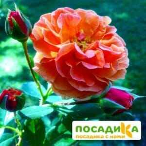 Роза Арабия купить по цене от 350.00р. в интернет-магазине «Посадика» с доставкой почтой в в Советске и по всей России – [изображение №1].