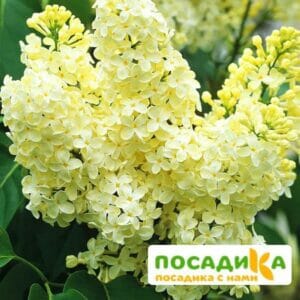 Сирень Примроуз (Primrose) купить по цене от 529.00р. в интернет-магазине «Посадика» с доставкой почтой в в Советске и по всей России – [изображение №1].