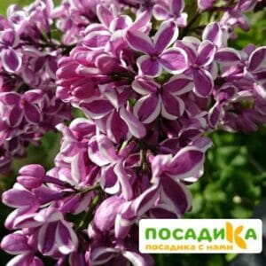 Сирень Сенсация купить по цене от 529.00р. в интернет-магазине «Посадика» с доставкой почтой в в Советске и по всей России – [изображение №1].