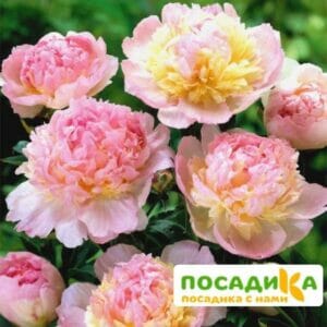 Пион Распберри Сандей (Paeonia Raspberry Sundae) купить по цене от 959р. в интернет-магазине «Посадика» с доставкой почтой в в Советске и по всей России – [изображение №1].