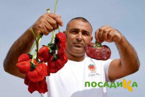 Клубника Гигант Джорнея купить по цене от 266р. в интернет-магазине «Посадика» с доставкой почтой в в Советске и по всей России – [изображение №1].