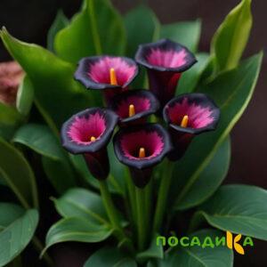 Калла Аура Лейс купить по цене от 400р. в интернет-магазине «Посадика» с доставкой почтой в в Советске и по всей России – [изображение №1].