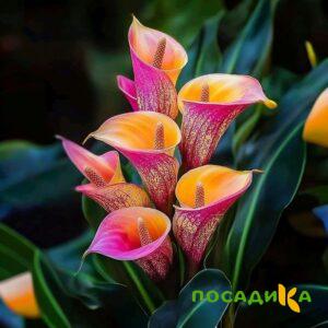 Калла Оникс купить по цене от 450р. в интернет-магазине «Посадика» с доставкой почтой в в Советске и по всей России – [изображение №1].