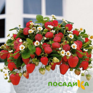 Клубника Рубиновый Шепот (горшечная) купить по цене от 240р. в интернет-магазине «Посадика» с доставкой почтой в в Советске и по всей России – [изображение №1].