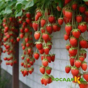 Клубника вьющаяся Комплимент купить по цене от 470р. в интернет-магазине «Посадика» с доставкой почтой в в Советске и по всей России – [изображение №1].