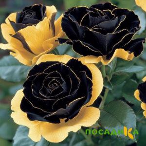 Роза Ханни Сикл купить по цене от 700р. в интернет-магазине «Посадика» с доставкой почтой в в Советске и по всей России – [изображение №1].