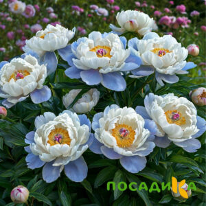 Пион акварельный Этюд купить по цене от 806р. в интернет-магазине «Посадика» с доставкой почтой в в Советске и по всей России – [изображение №1].