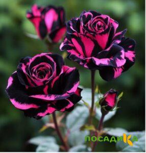 Роза Багровый Шепот купить по цене от 366р. в интернет-магазине «Посадика» с доставкой почтой в в Советске и по всей России – [изображение №1].