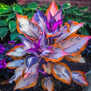 Хоста Эмеральд Тиара купить по цене от 602р. в интернет-магазине «Посадика» с доставкой почтой в в Советске и по всей России – [изображение №1].