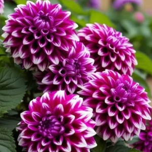 Георгин Кристал Корт купить по цене от 602р. в интернет-магазине «Посадика» с доставкой почтой в в Советске и по всей России – [изображение №1].