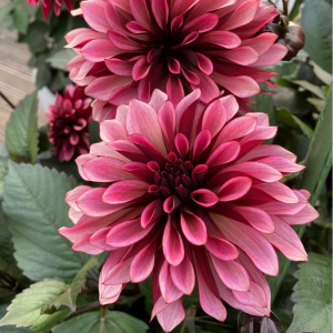 Георгин Перли Сансет купить по цене от 309р. в интернет-магазине «Посадика» с доставкой почтой в в Советске и по всей России – [изображение №1].