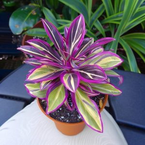 Хоста Сильвер Стик купить по цене от 650р. в интернет-магазине «Посадика» с доставкой почтой в в Советске и по всей России – [изображение №1].