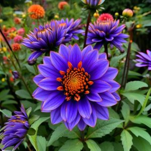 Георгин Лазурит купить по цене от 799р. в интернет-магазине «Посадика» с доставкой почтой в в Советске и по всей России – [изображение №1].