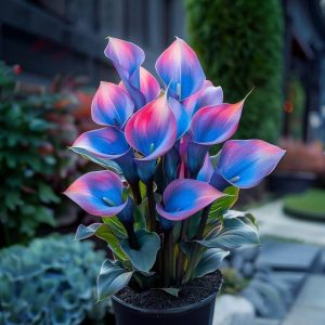 Калла Импрессия купить по цене от 590р. в интернет-магазине «Посадика» с доставкой почтой в в Советске и по всей России – [изображение №1].