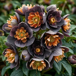 Морозник Блум Айс купить по цене от 499р. в интернет-магазине «Посадика» с доставкой почтой в в Советске и по всей России – [изображение №1].