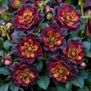 Морозник Сноу Дроп купить по цене от 348р. в интернет-магазине «Посадика» с доставкой почтой в в Советске и по всей России – [изображение №1].