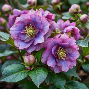 Морозник Айс Принцесс Чарм купить по цене от 650р. в интернет-магазине «Посадика» с доставкой почтой в в Советске и по всей России – [изображение №1].