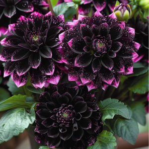 Георгин Лаванда Лейс купить по цене от 679р. в интернет-магазине «Посадика» с доставкой почтой в в Советске и по всей России – [изображение №1].