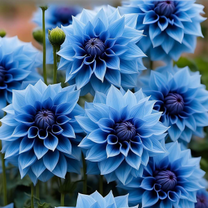 Георгин Вижапе купить по цене от 699р. в интернет-магазине «Посадика» с доставкой почтой в в Советске и по всей России – [изображение №1].