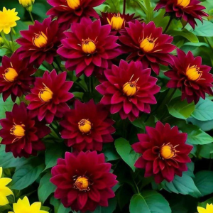 Георгин Вуцапо купить по цене от 327р. в интернет-магазине «Посадика» с доставкой почтой в в Советске и по всей России – [изображение №1].