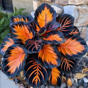 Хоста Сикрет Форест купить по цене от 601р. в интернет-магазине «Посадика» с доставкой почтой в в Советске и по всей России – [изображение №1].