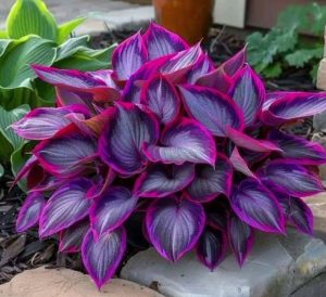 Хоста Сикрет Гарденс купить по цене от 549р. в интернет-магазине «Посадика» с доставкой почтой в в Советске и по всей России – [изображение №1].