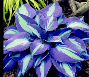 Хоста Аурелия купить по цене от 450р. в интернет-магазине «Посадика» с доставкой почтой в в Советске и по всей России – [изображение №1].